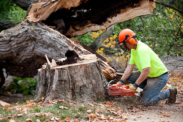 Best Tree Mulching  in Harsville, RI